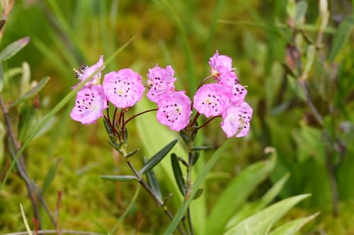 Swamp Laurel