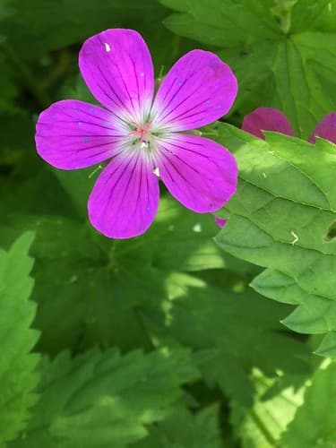 Marsh Crane's-bill