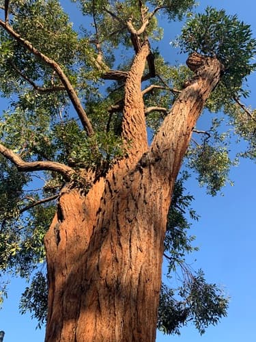 Swamp Mahogany