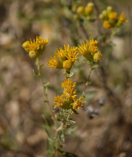 Alkali Goldenbush