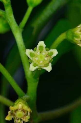 Talayote