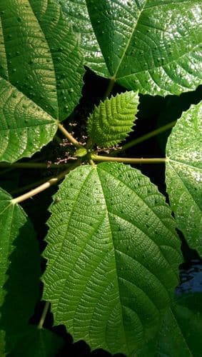 Scratchbush