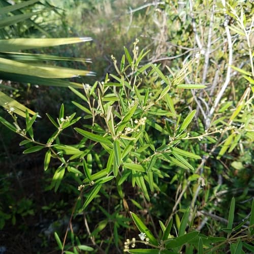 Pineland Croton