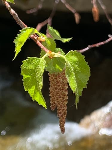 Water Birch Bonsai