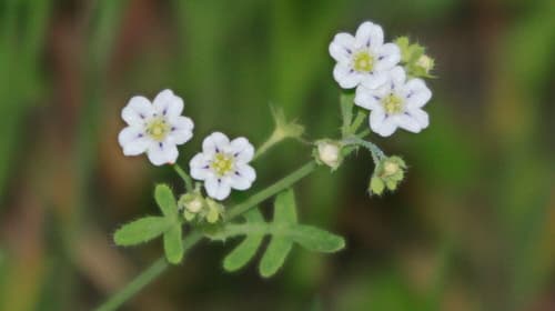 white fiesta flower