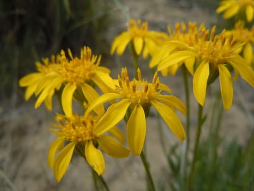 Stemless Mock Goldenweed
