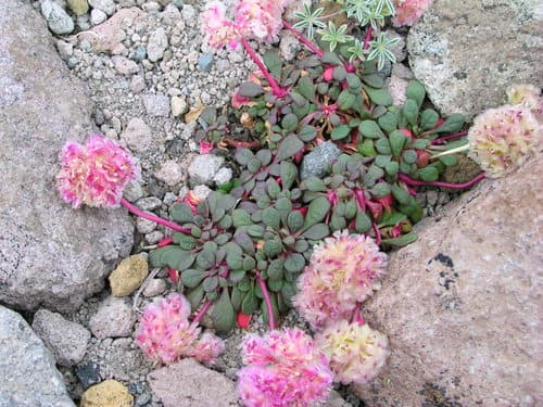 Mount Hood Pussypaws