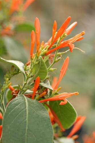 Mexican Honeysuckle Bonsai