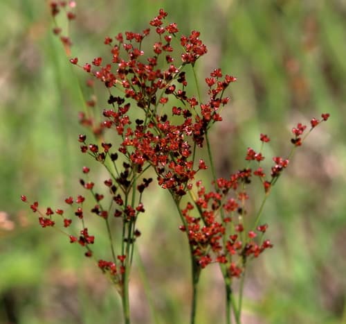Grass-leaved Rush