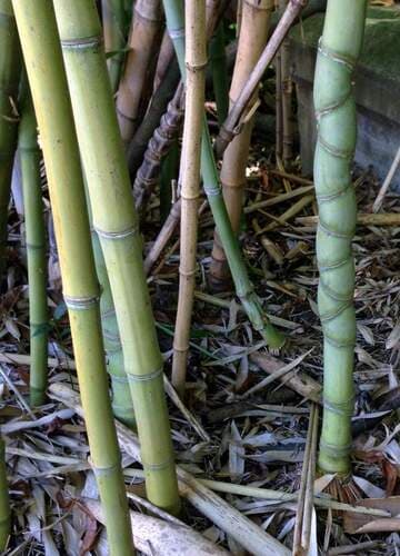 Fishpole Bamboo Bonsai
