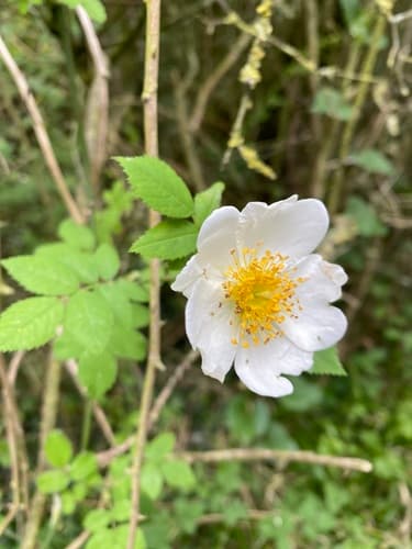 Field Rose Bonsai