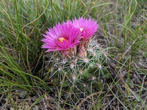 Spinystar Cactus