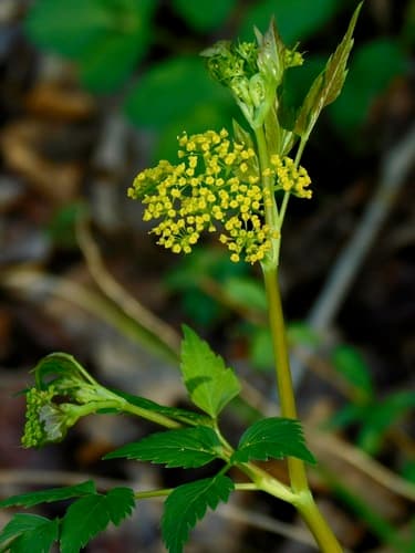 Hairy-jointed Meadow-parsnip