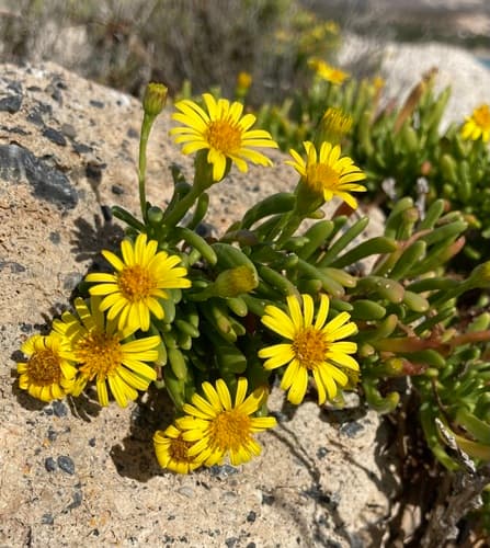 Golden Samphire