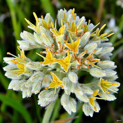 Carolina Redroot Flower