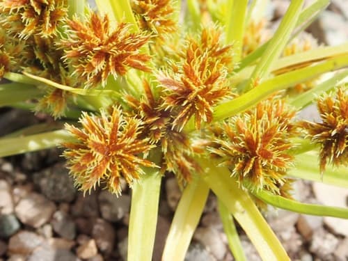Bearded Flatsedge