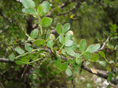 Mexican Frankincense Bonsai