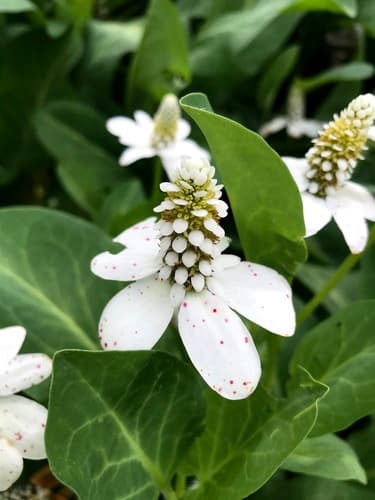 Yerba Mansa