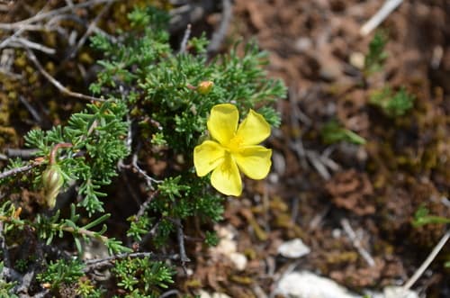 Heath-rose