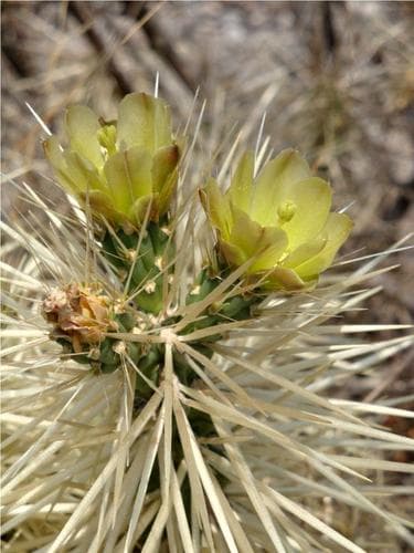 Thistle Cholla Bonsai