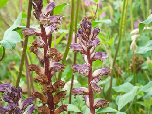 Common Broomrape
