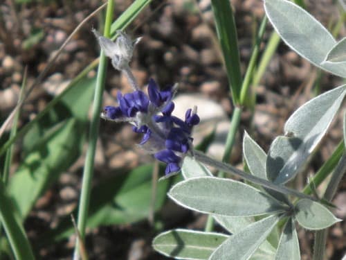 Silvery Scurfpea