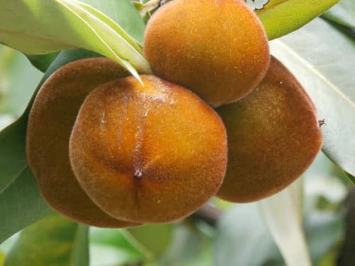 Butter Fruit Bonsai