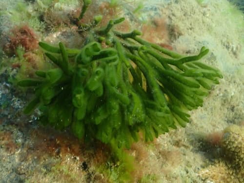 Dead Man's Fingers