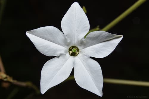 long-flower tobacco