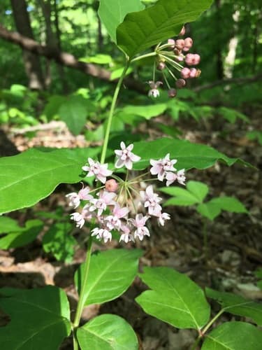 Four-leaved Milkweed