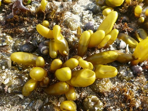 Sea Sacks