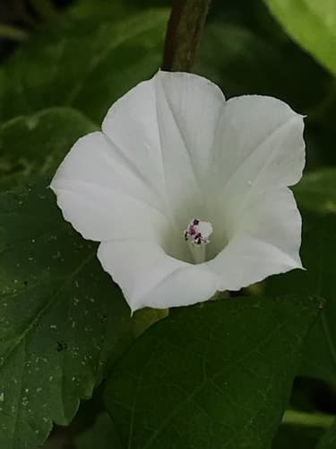White Morning-glory