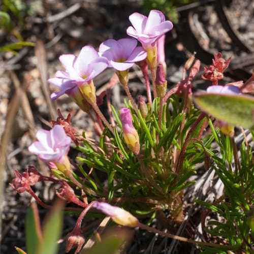 Manyleaf Sorrel