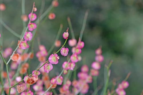 Indurate Sorrel