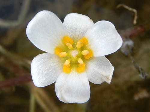 Carolina Fanwort