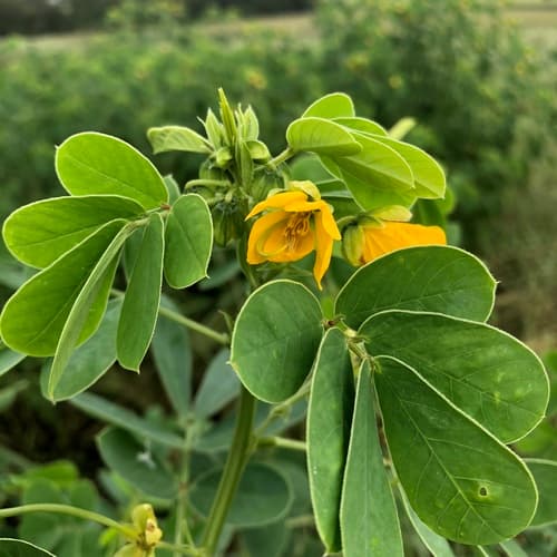 American Sicklepod