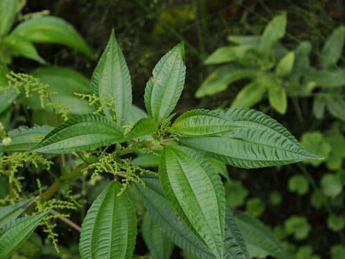 Three-vein Clearweed
