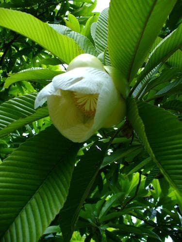 Elephant Apple Bonsai