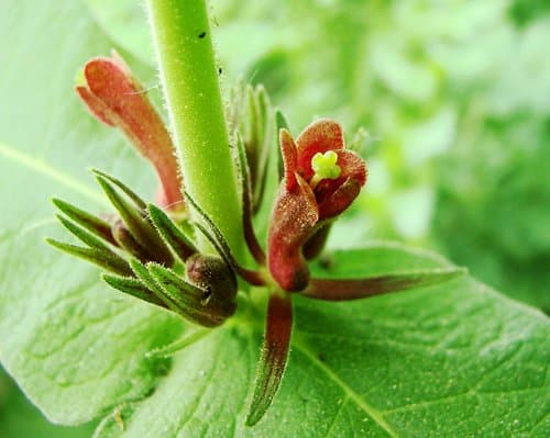 Orange-fruited Horse Gentian