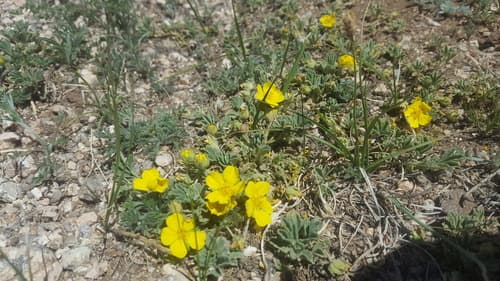 Stemless Cinquefoil