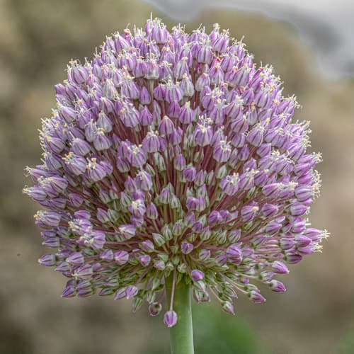 Wild Leek