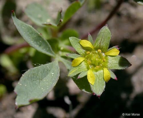 creeping sibbaldia