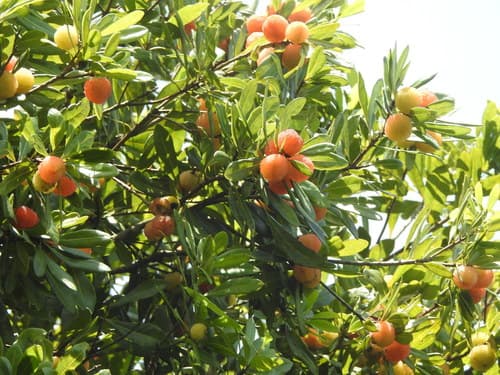 Chinese Bayberry Bonsai