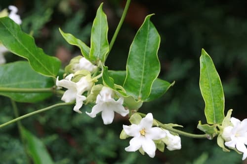 Moth Vine