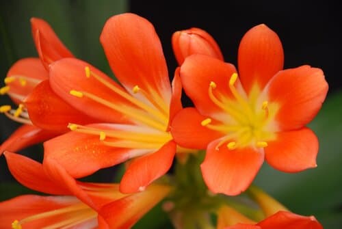 Natal Lily