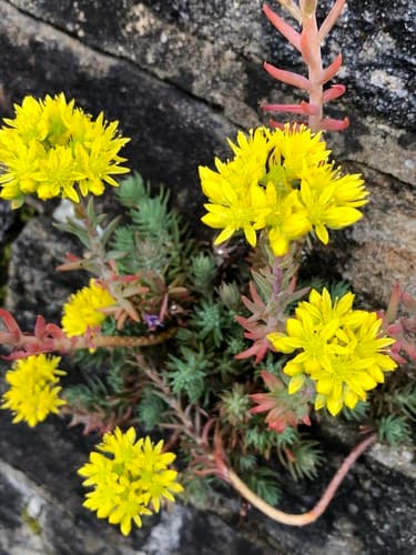 Reflexed Stonecrop