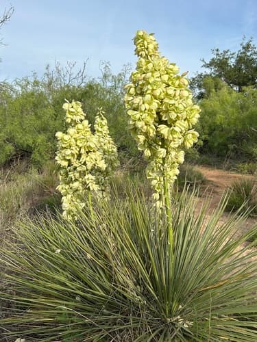 Plains Yucca Bonsai
