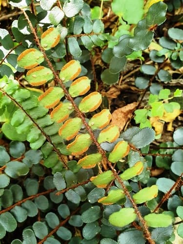 Button Fern