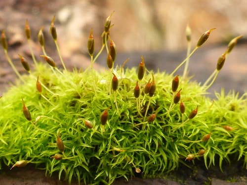 Common Pincushion
