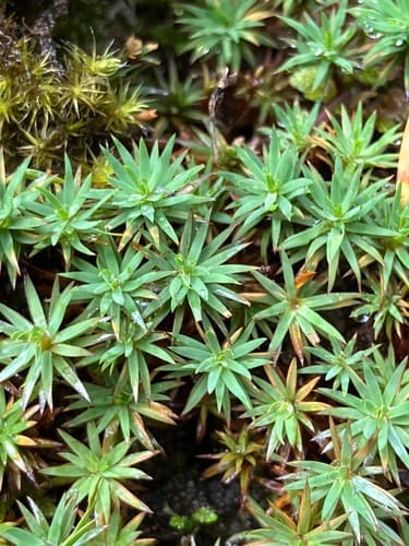 Urn Hair Moss